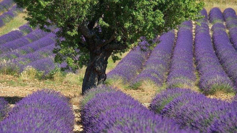 L’irrésistible sud de la France sent les herbes et brille de couleurs